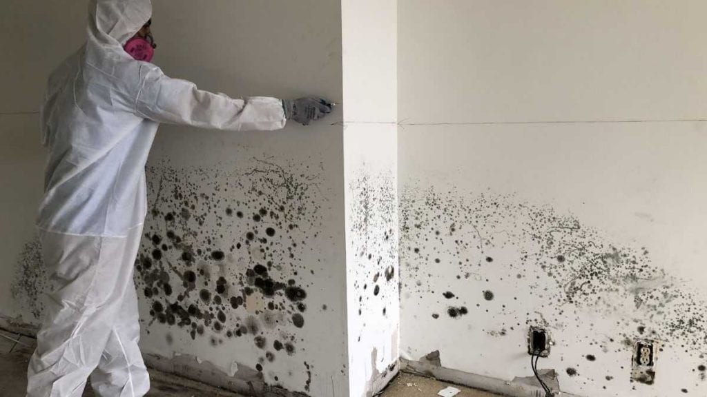Mold Damage Restoration Dallas / Fort Worth